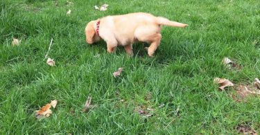 8 Yellow English Lab puppies for sale