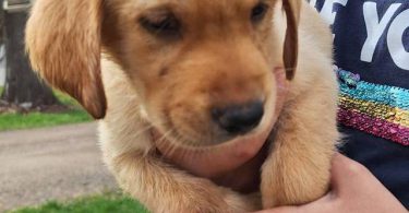 8 Yellow English Lab puppies for sale