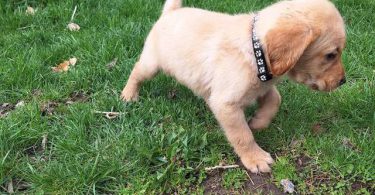8 Yellow English Lab puppies for sale