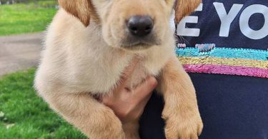 8 Yellow English Lab puppies for sale
