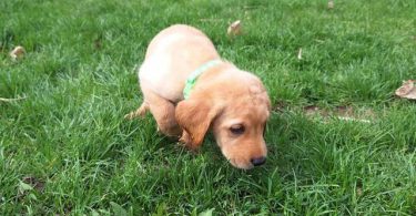8 Yellow English Lab puppies for sale