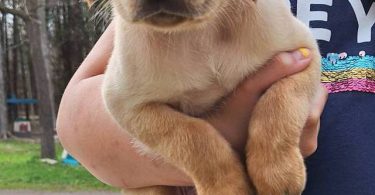 8 Yellow English Lab puppies for sale
