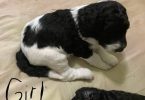 F1b Golden Doodle puppies for sale