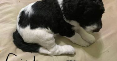 F1b Golden Doodle puppies for sale