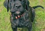 Brindle and apricot English Mastiff puppies for sale