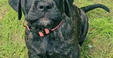 Brindle and apricot English Mastiff puppies for sale