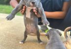 Tri-color Pitbulls for sale