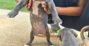 Tri-color Pitbulls for sale