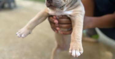 Tri-color Pitbulls for sale