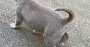 Tri-color Pitbulls for sale