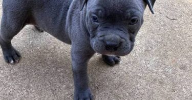 Tri-color Pitbulls for sale