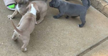 Tri-color Pitbulls for sale