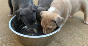Tri-color Pitbulls for sale