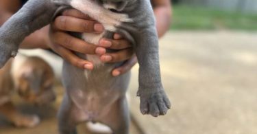 Tri-color Pitbulls for sale