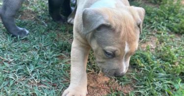 Tri-color Pitbulls for sale
