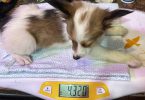 4 male Papillon puppies for sale