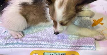 4 male Papillon puppies for sale