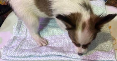 4 male Papillon puppies for sale