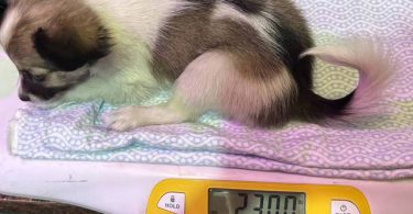 4 male Papillon puppies for sale