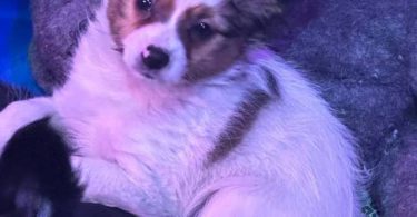 4 male Papillon puppies for sale