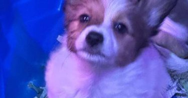 4 male Papillon puppies for sale