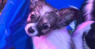 4 male Papillon puppies for sale