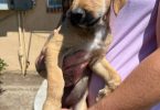 5 Pit bull mix puppies