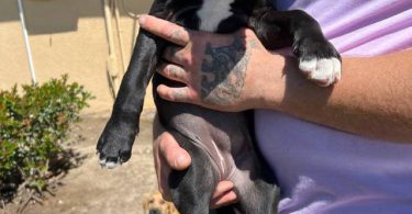 5 Pit bull mix puppies