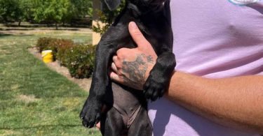 5 Pit bull mix puppies