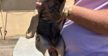5 Pit bull mix puppies