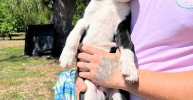 5 Pit bull mix puppies