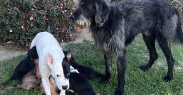5 Pit bull mix puppies
