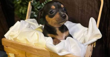 2024 CHIWEENIE PUPPIES FOR SALE