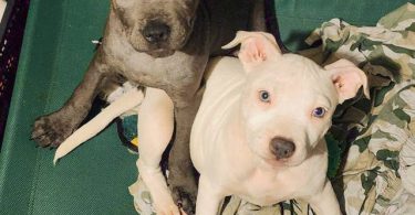 5 little Pitt puppies for adoption