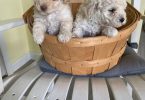 2 Toy Schnoodle puppies available