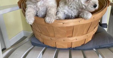 2 Toy Schnoodle puppies available