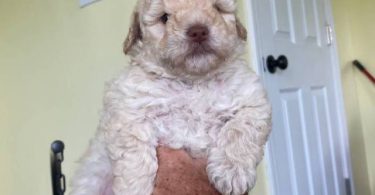 2 Toy Schnoodle puppies available