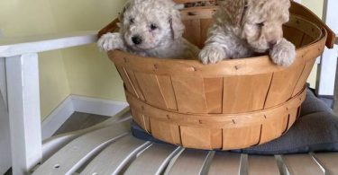 2 Toy Schnoodle puppies available