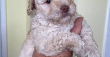 2 Toy Schnoodle puppies available