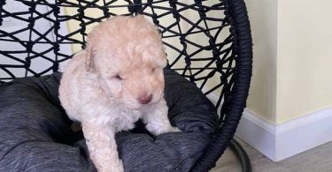 2 Toy Schnoodle puppies available