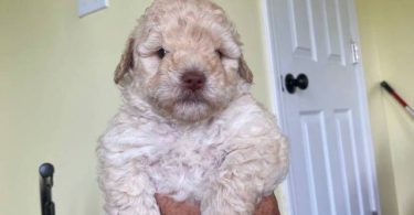 2 Toy Schnoodle puppies available