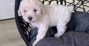 2 Toy Schnoodle puppies available