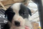 3 Border Collie Australian Shepherd cross puppies