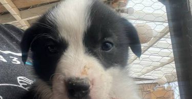 3 Border Collie Australian Shepherd cross puppies