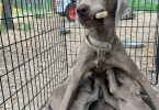 8 Weimaraner puppies for sale