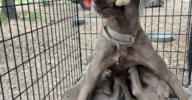 8 Weimaraner puppies for sale
