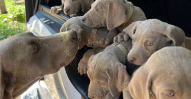 8 Weimaraner puppies for sale
