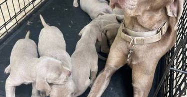 8 Weimaraner puppies for sale