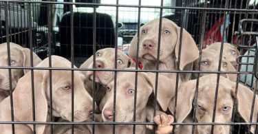 8 Weimaraner puppies for sale