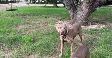 8 Weimaraner puppies for sale